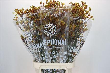 <h4>Anigoz Gold Fever</h4>