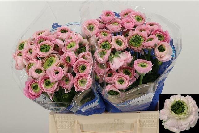 <h4>RAN FEST DARK PINK</h4>