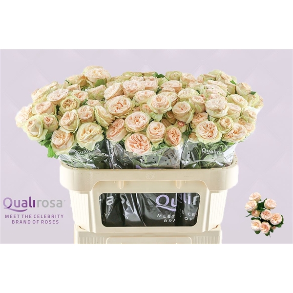 <h4>R Tr Gentle Trendsetter</h4>