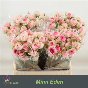 R Tr Mimi Eden