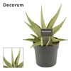 Sansevieria Platinum Crown 12 cm (Decorum)
