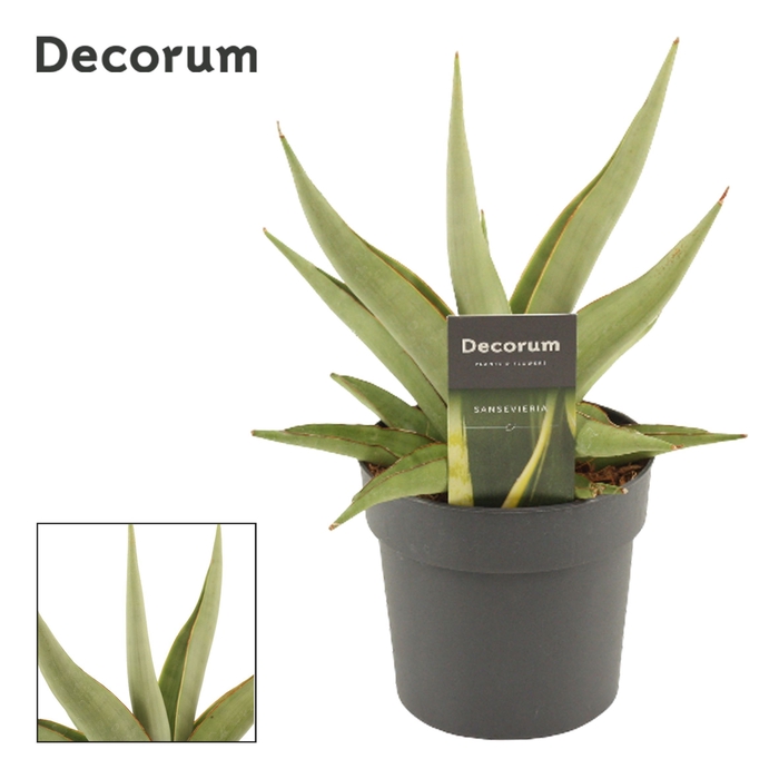 Sansevieria Platinum Crown 12 cm (Decorum)