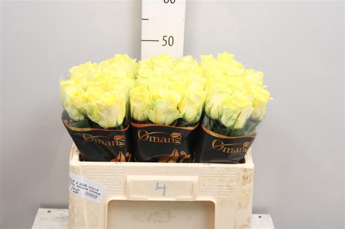 <h4>R Gr Minion Rose</h4>