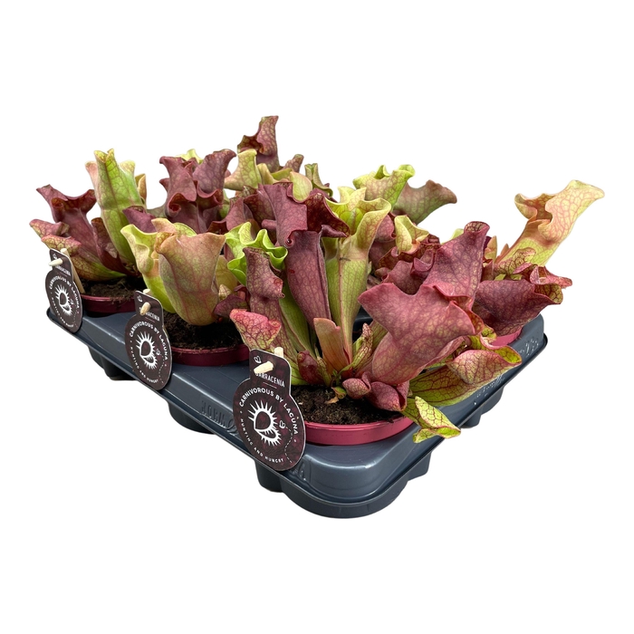 <h4>Sarracenia Ewelina</h4>
