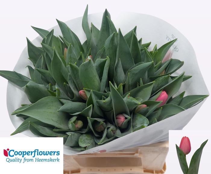 <h4>TU EN LIPSTICK</h4>