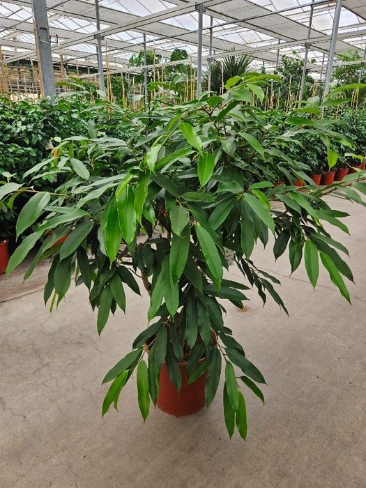 <h4>Ficus Amstel King</h4>