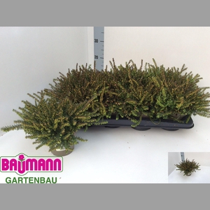 ERIC DA KRAMERS ROTE