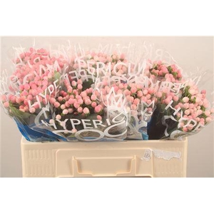 Hyp Coco Casino Pink