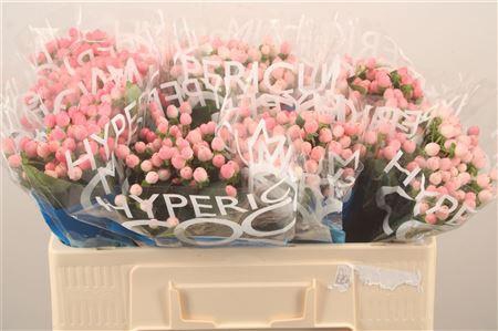<h4>Hyp Coco Casino Pink</h4>