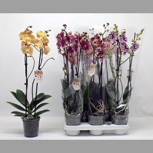 PHAL GEM