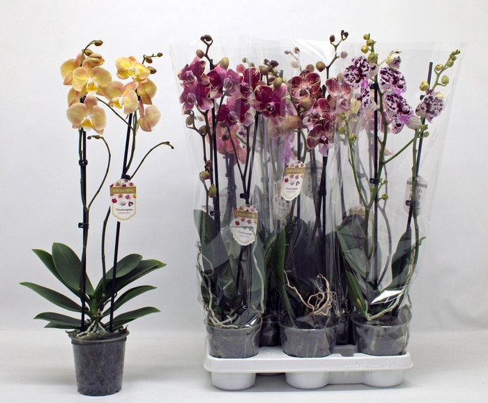 <h4>PHAL GEM</h4>