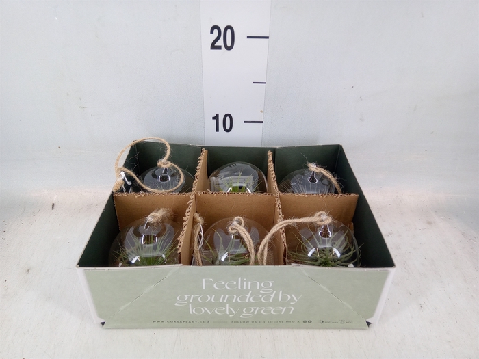 <h4>Arr.  Tillandsia L%</h4>