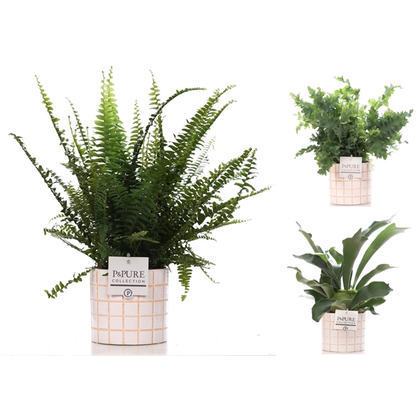 <h4>Varens gemengd in P&PURE Pure Tirza ceramics</h4>