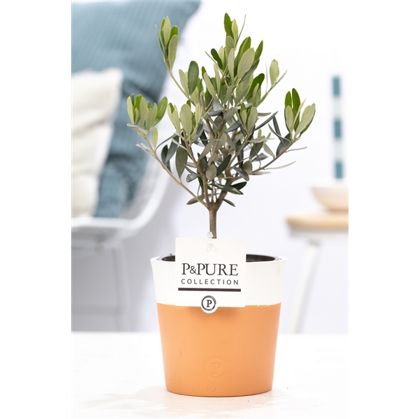 Olea Europaea in P&PURE Terra Cotta 4 white