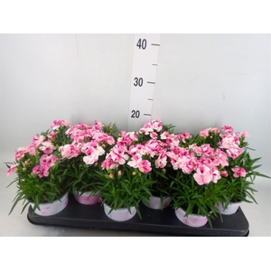 Dianthus  'Sprint Pink and Proud'