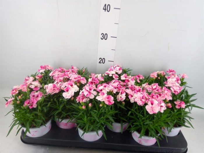 <h4>Dianthus  'Sprint Pink and Proud'</h4>