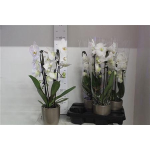 Phal El Cascade White 2 Branches 14+hugo Champagne