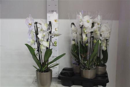 <h4>Phal El Cascade White 2 Branches 14+hugo Champagne</h4>