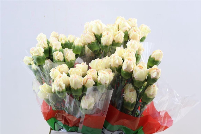 <h4>Di St Happy Tea</h4>