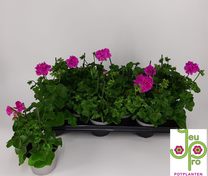 <h4>PEL PELT AMETHYST</h4>