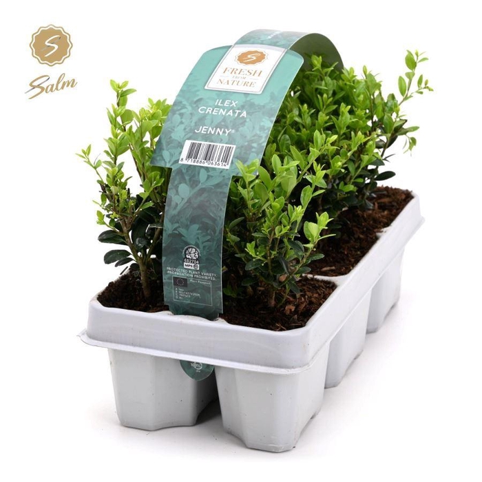 <h4>Ilex crenata 'Jenny'® 6-Pack</h4>