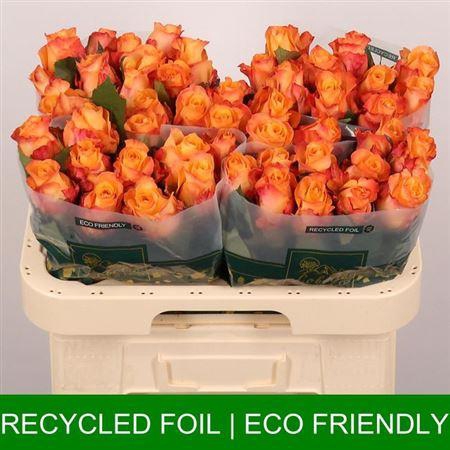 <h4>R Gr Monalisa+</h4>