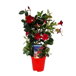 Mandevilla Rio Deep Red