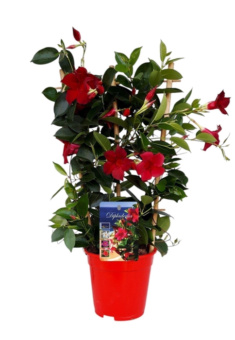 <h4>Mandevilla Rio Deep Red</h4>