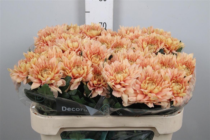 <h4>Chr G Kalimba Salmon</h4>