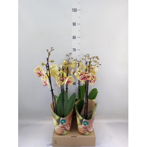 Phalaenopsis   ...yellow