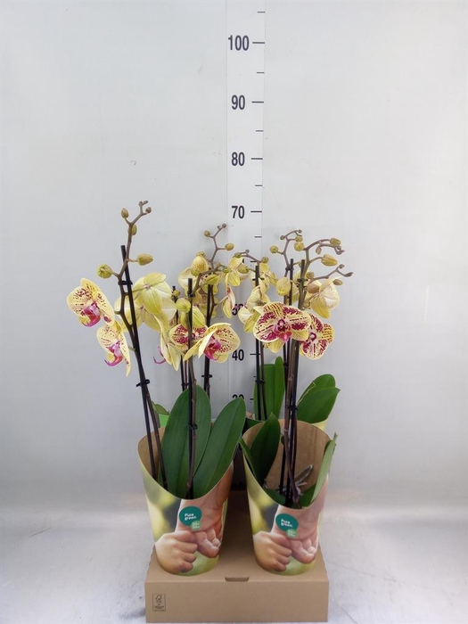 <h4>Phalaenopsis   ...yellow</h4>