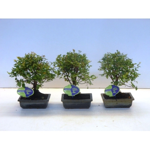 Sageretia theezans, 15cm., broom, without drip tray