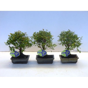 Sageretia theezans, 15cm., broom, without drip tray