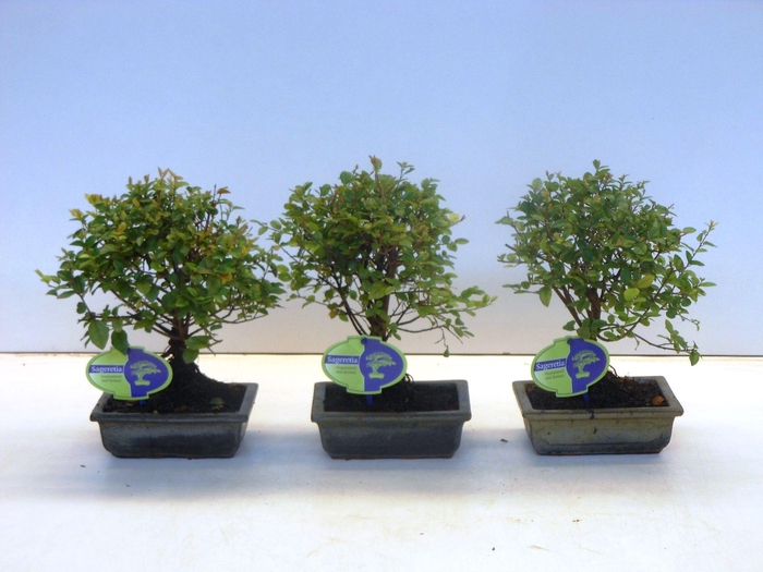 <h4>Sageretia theezans, 15cm., broom, without drip tray</h4>