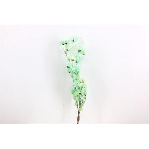 Dried Bougainvillea X5 55cm Turquoise Bunch