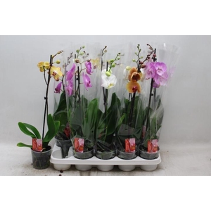 PHAL GEM