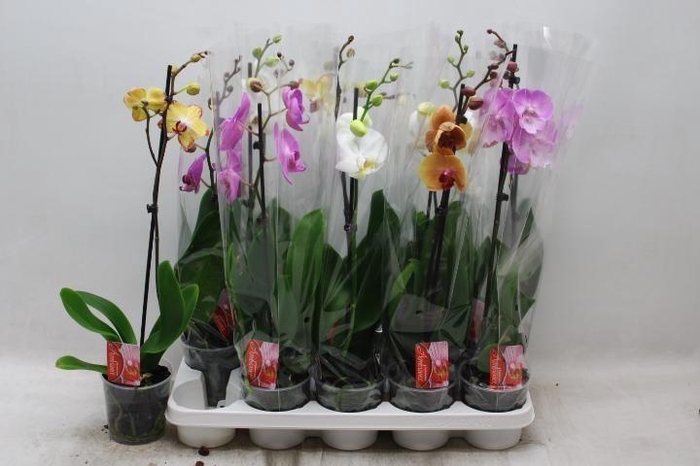 <h4>PHAL GEM</h4>