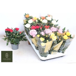 RO KORDAN GRANDE GEM