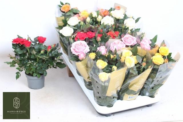 <h4>RO KORDAN GRANDE GEM</h4>