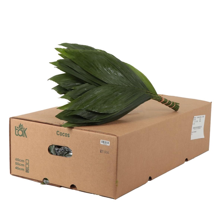 <h4>Cocos Cultivated</h4>