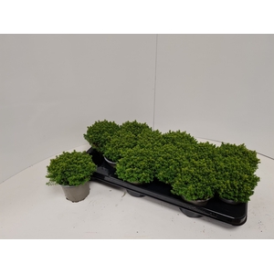 HEBE EMERALD