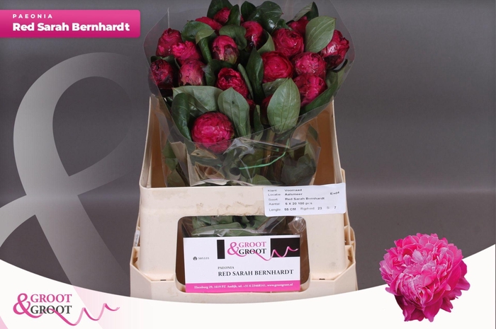 <h4>Paeonia Red Sarah Bernhardt | Heavy Quality</h4>