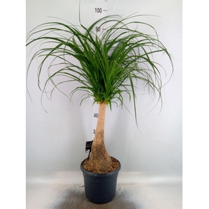 Beaucarnea recurvata