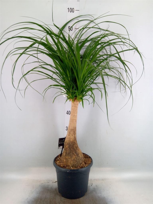<h4>Beaucarnea recurvata</h4>