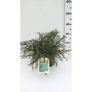 Juniperus communis Repanda