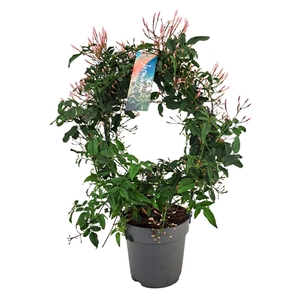 Jasminum polyanthum (wit)