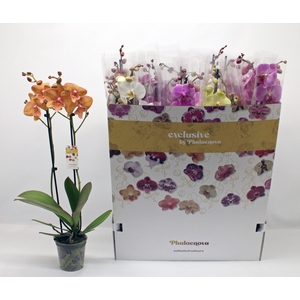 PHAL GEM 10 KL
