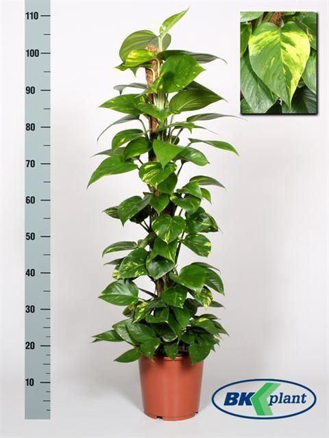 <h4>Epipremnum mosstok</h4>