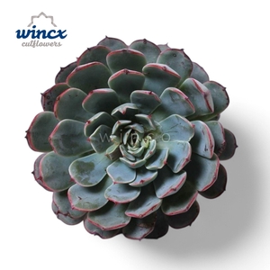Echeveria Minima Ssp. Cutflower