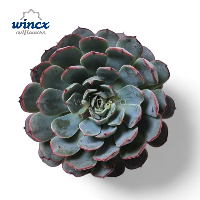 <h4>Echeveria Minima Ssp. Cutflower</h4>